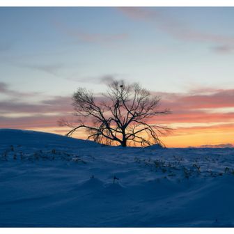 Gota