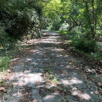そして虚空蔵山に向かいます
しばらく林道