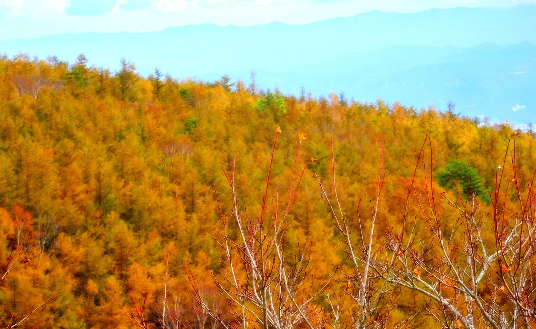 今は・・・
カラマツの「黄金色の紅葉」です🙌
♬からまつの林を過ぎて
　からまつをしみじみと見き
　からまつはさびしかりけり
　たびゆくはさびしけりかり
（落葉松：北原白秋）
