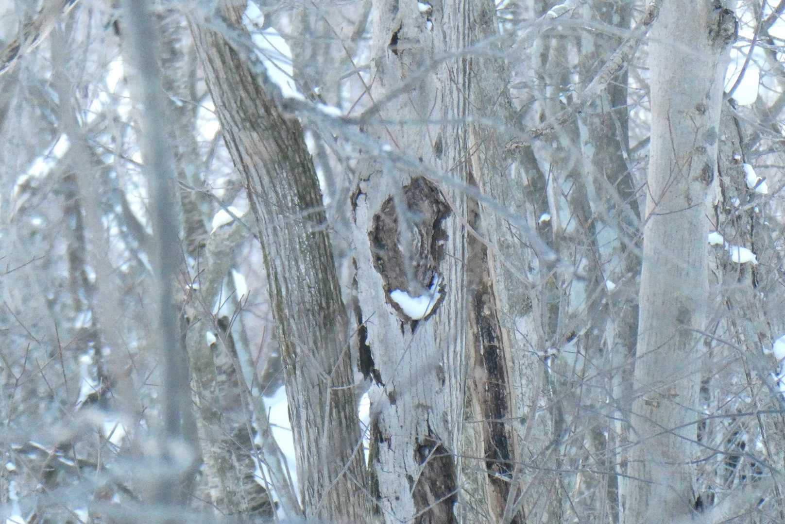 遠くに何か居そうな穴が…