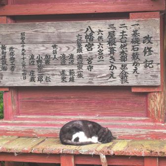 お昼寝猫