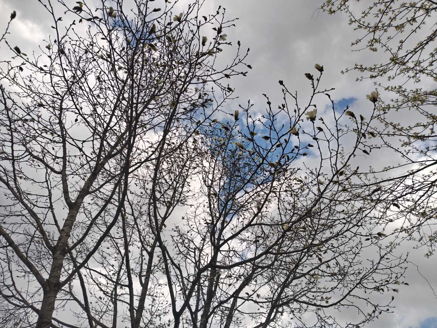 逆光で見えいにくいですがコブシの花。空の青と花の白のコントラストがきれいでした