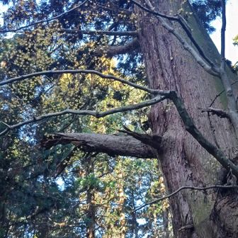 爺杉からもみじ