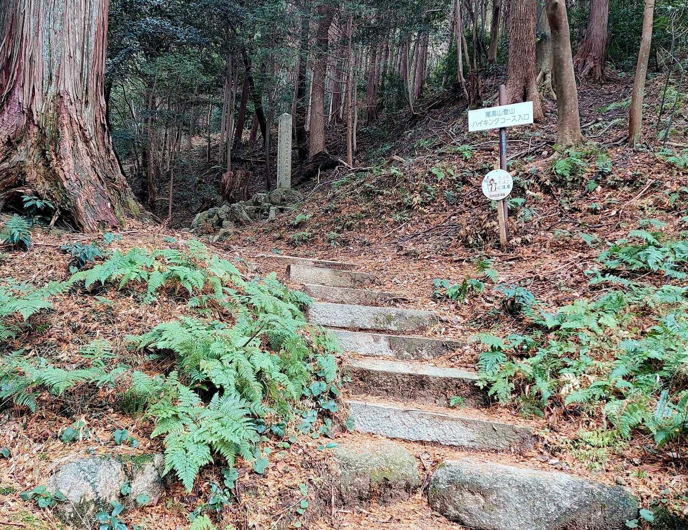 尾高観音堂の裏～登ります⤴