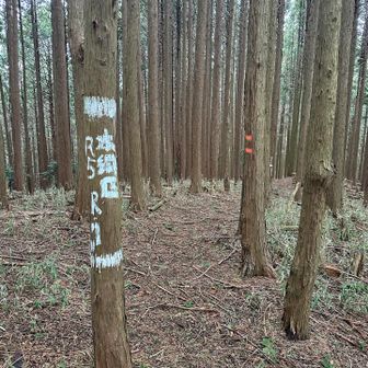 来た道ではなく誰かの跡を下山へと進みます