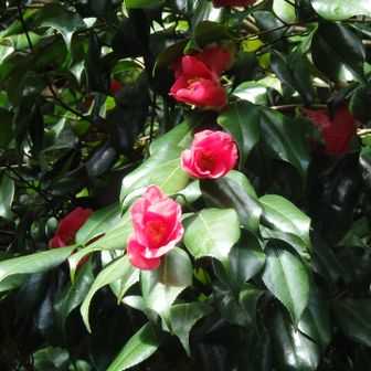 ヤブ椿も綺麗です