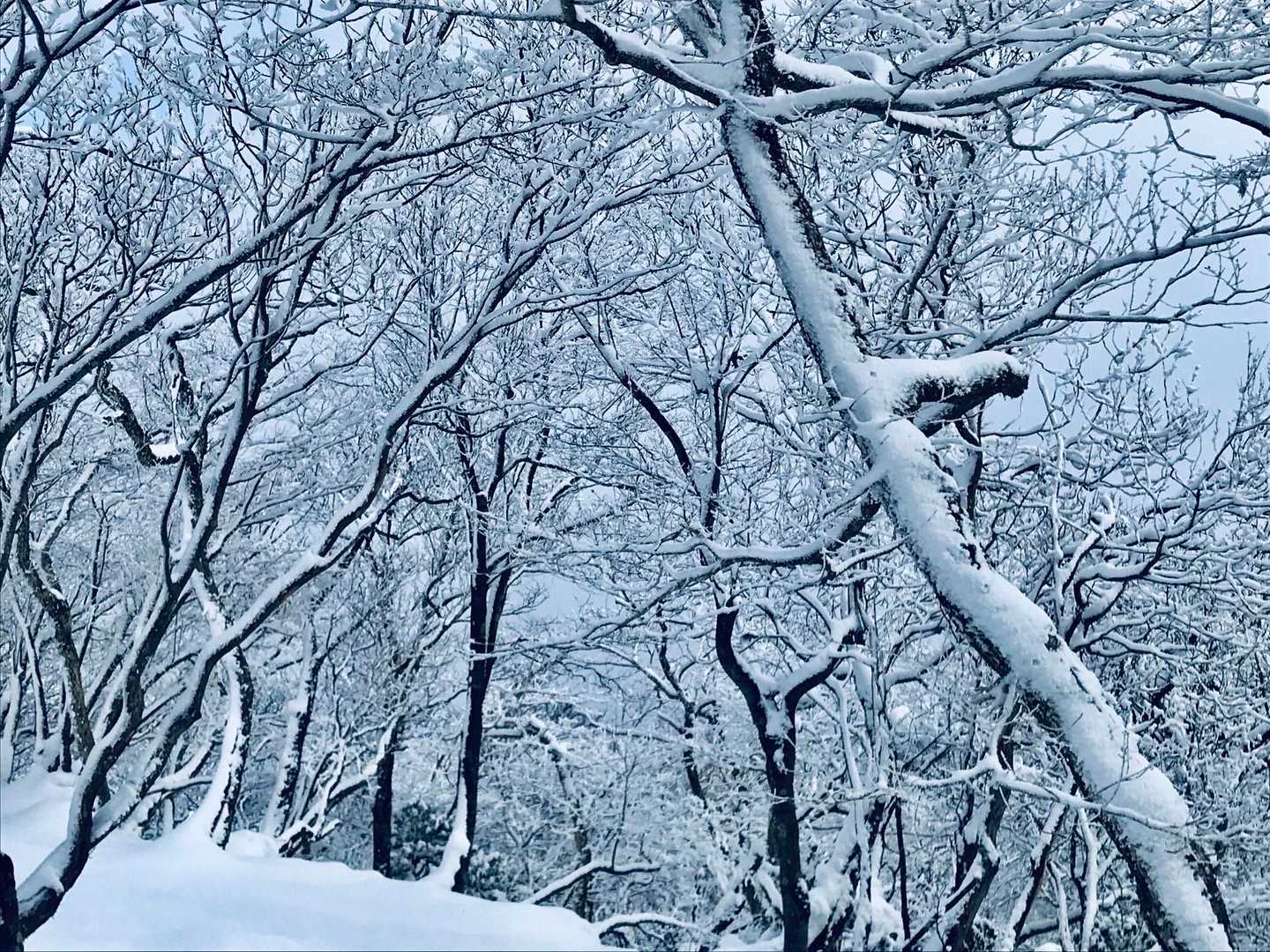 でも樹氷は本当に綺麗✨✨✨
