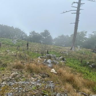 楊枝ノ森
雲