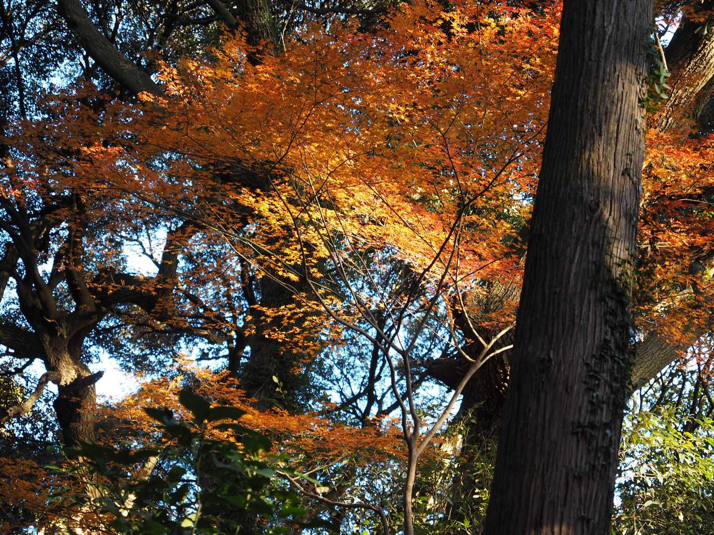 紅葉がきれいですね。
