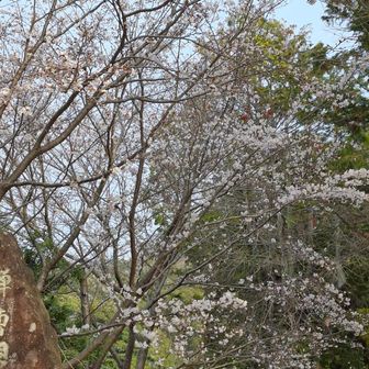 天徳寺の桜🌸咲き始めかな