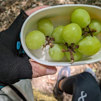 山頂はおひさまカンカン照り☀なので

戻って日陰のベンチで
シャインマスカット食べます
(๑´ڡ`๑)