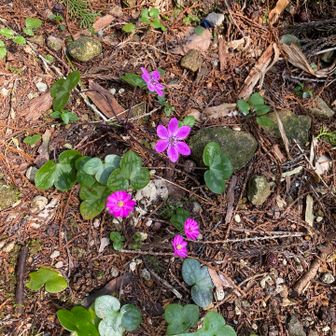 雪割草。ここにしか咲いてなかった🥲