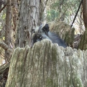 一定の距離を保ては
カモシカは落ち着いていました
ありがとう、またね〜🥰