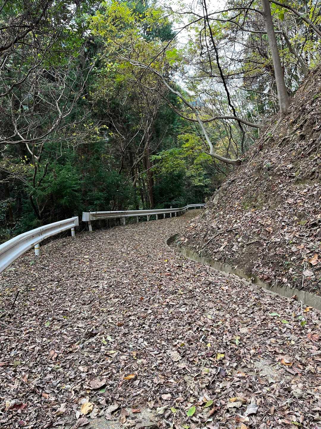落ち葉🍂🈵