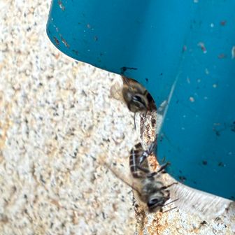ミツバチ🐝
