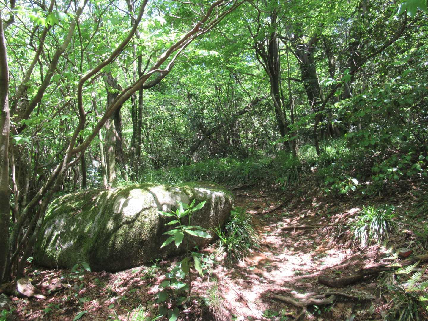 五ヶ山-九千部山 往復コースの写真