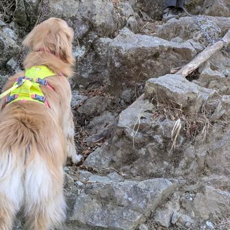 ワンコは少しずつ前にしゃしゃり出て妻を待つ🫷