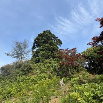 あれが要害山の頂上の木だ！！