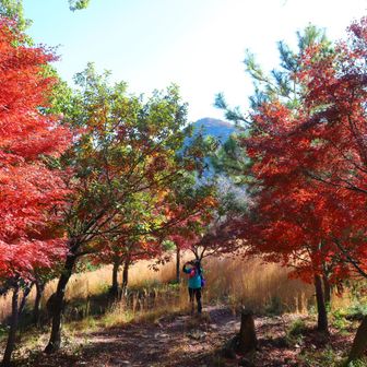 紅葉の向こうに両戒山