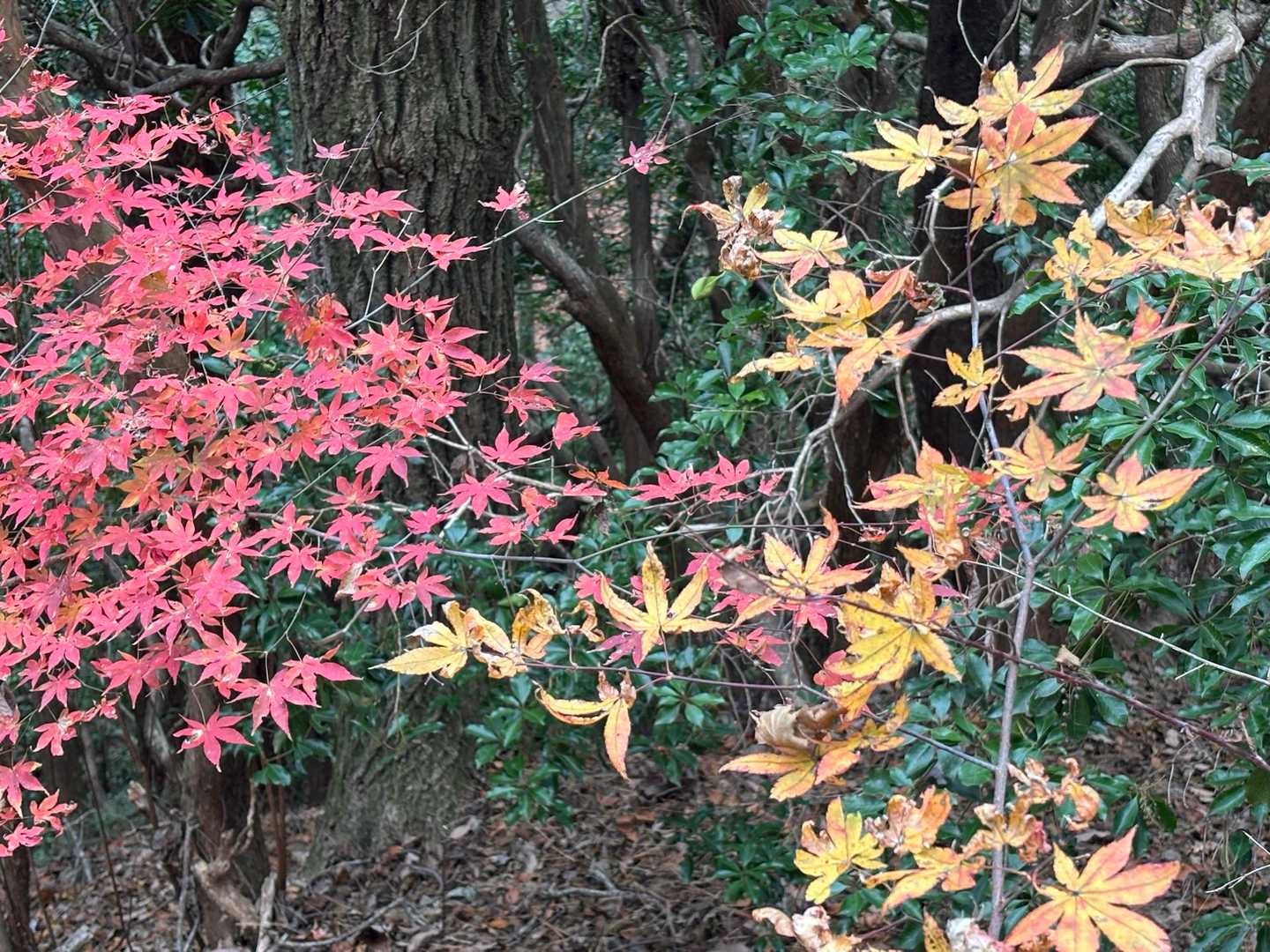 御岩山-高鈴山 往復コースの写真