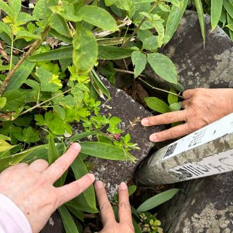 草がしげっていて、三角点をエアタッチ✌️