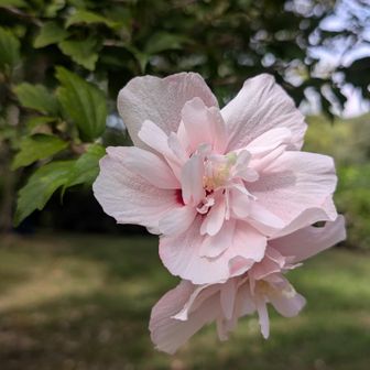 優しいピンク色のムクゲの花🌸