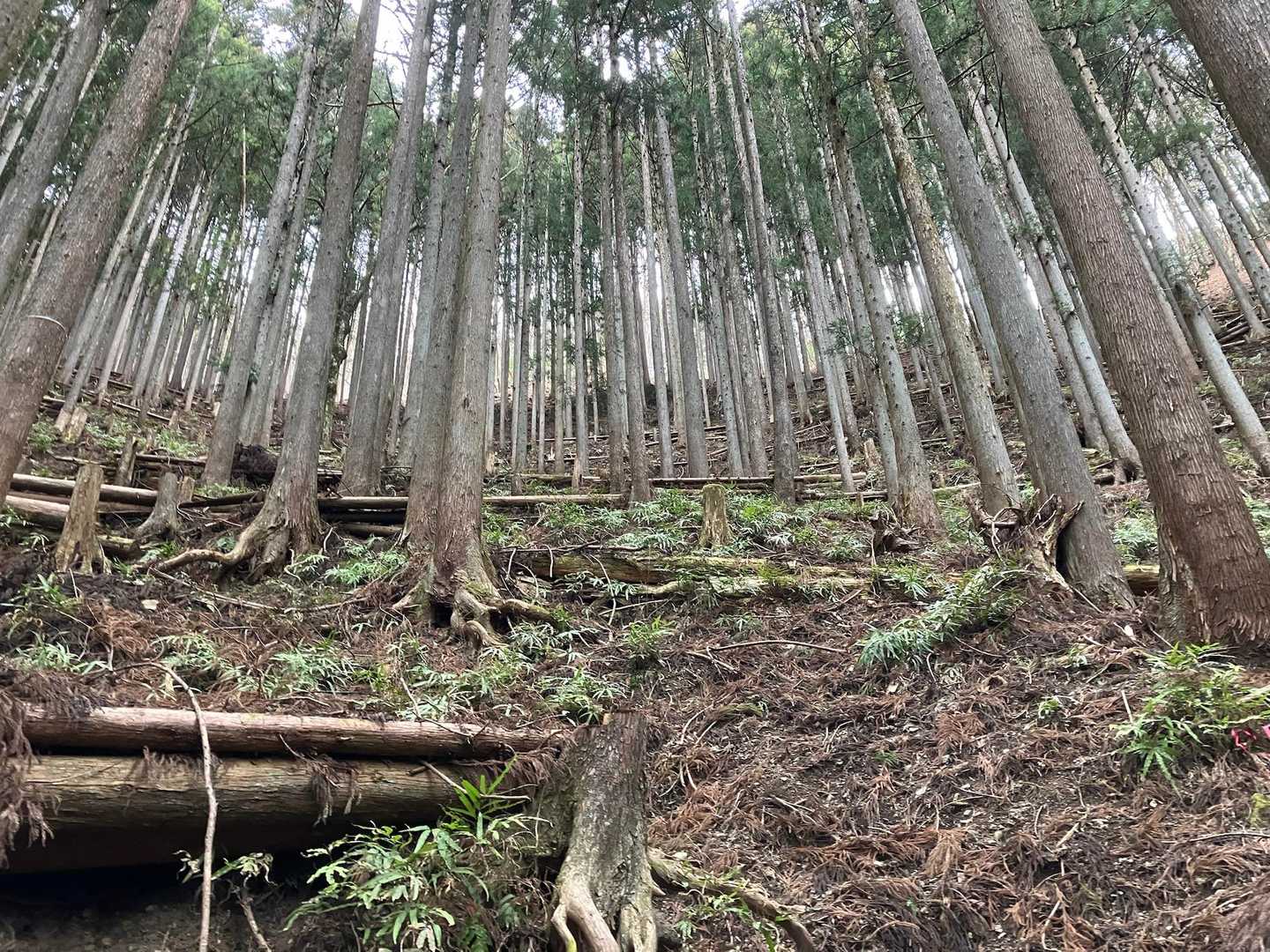 確かに急