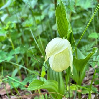 礼文島-レブンアツモリソウ巡り2025-05-24 / ayaさんの礼文島の活動