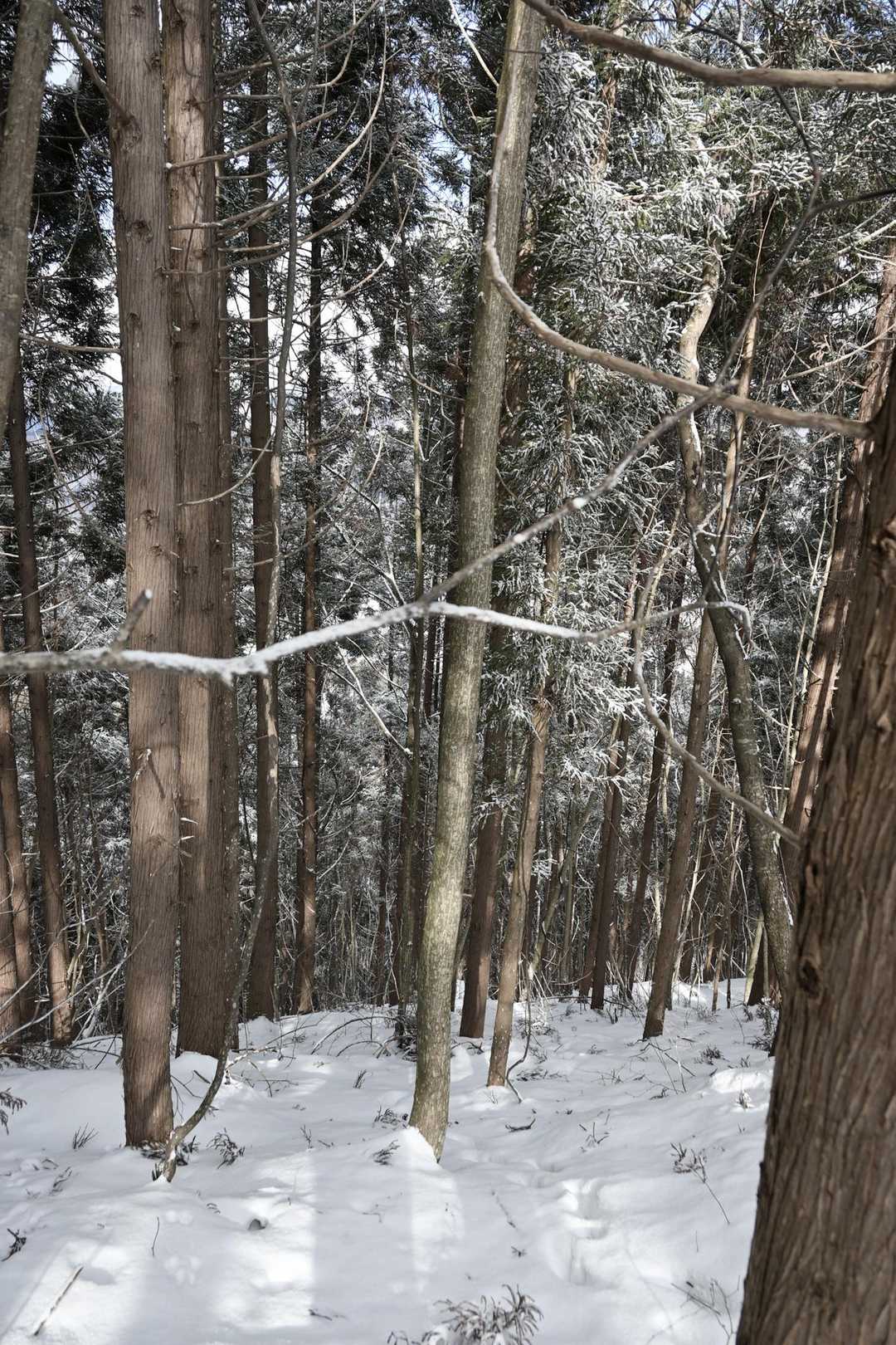 朝島山登山口-朝島山-朝島山登り口 縦走コースの写真