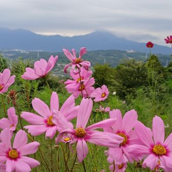 コスモスと大山