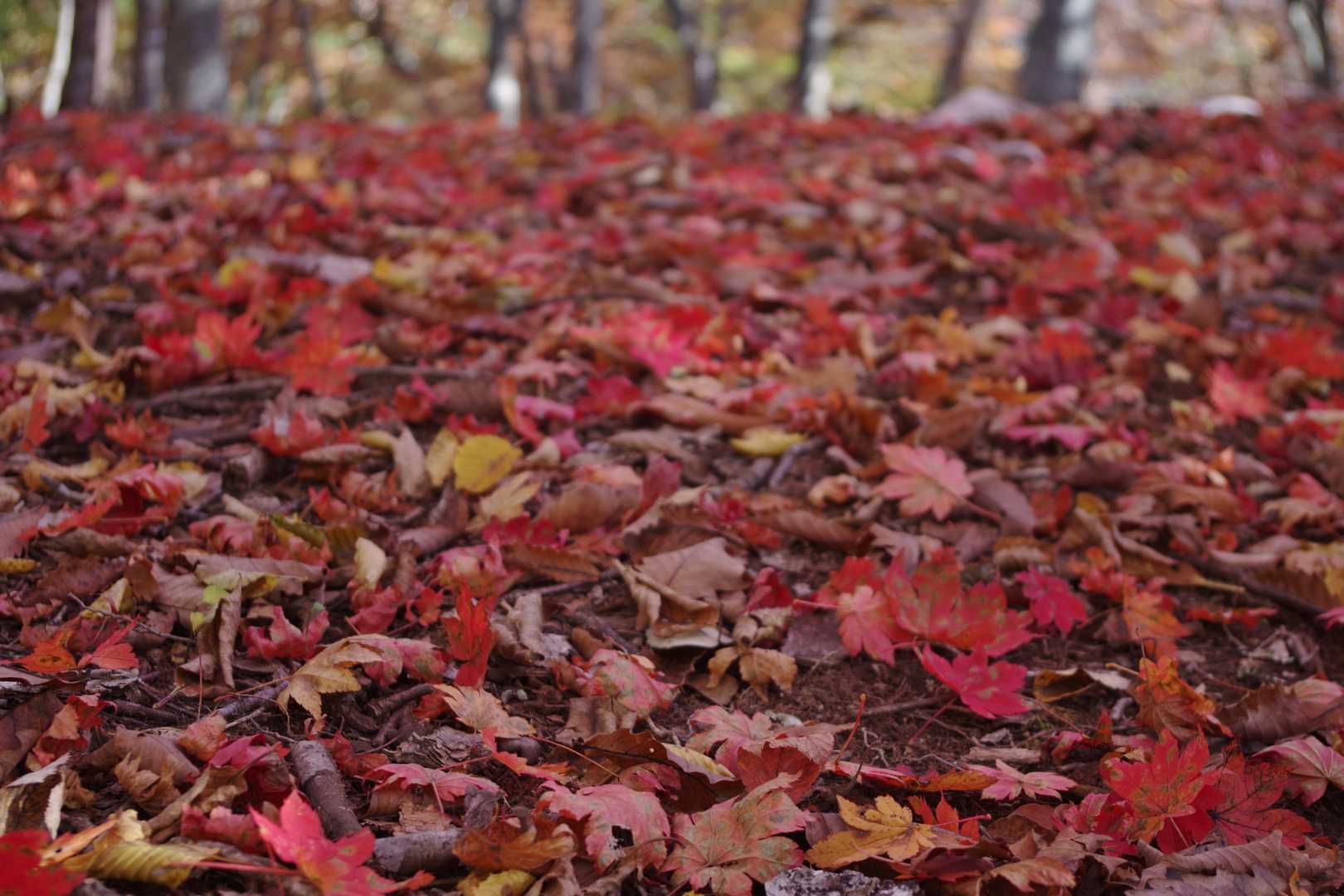 ウトウの頭までは黄色だけど紅葉が素晴らしいですよ、と教えてもらったので気分が舞い上がり、山頂標のことはすっかり忘れてしまっていた。