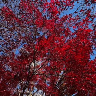 ラストっぽい紅葉。
青空に映えます。