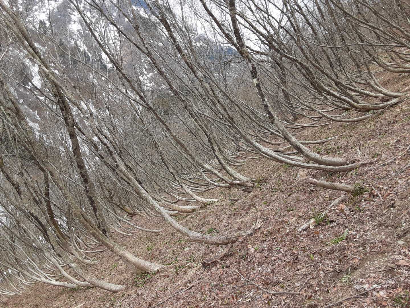 カタクリ群生地はこんな感じです。