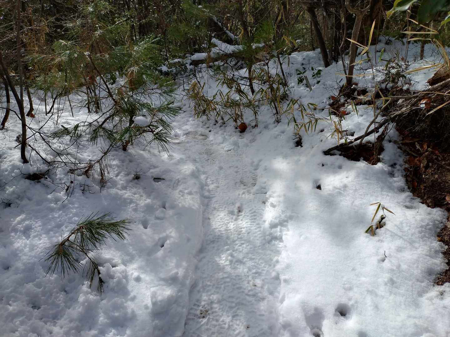 山頂近くまで行くとそれなりの雪☃️