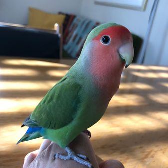 ひよこちゃん
