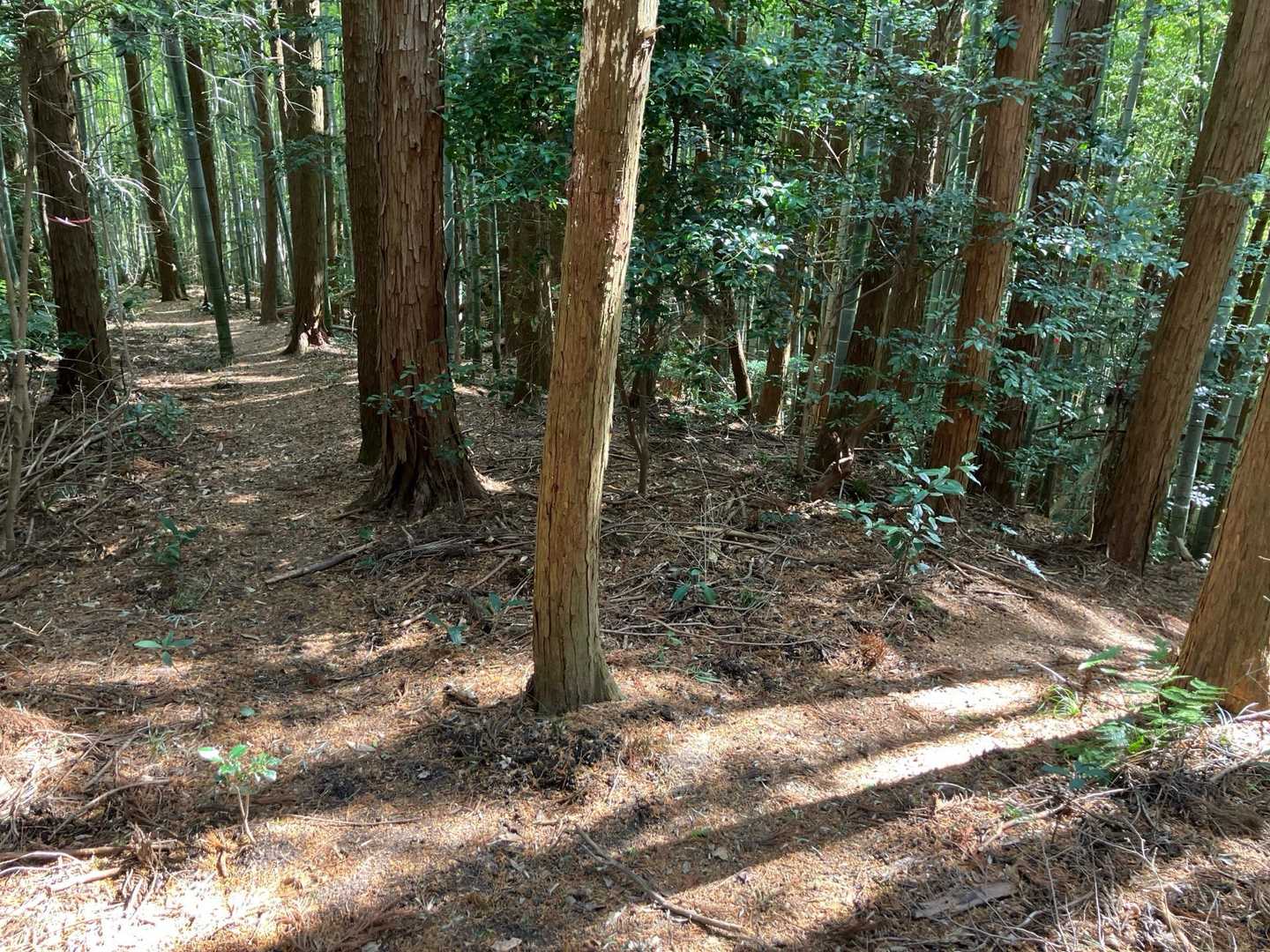 まっすぐ行きそうやけど右ね➡️