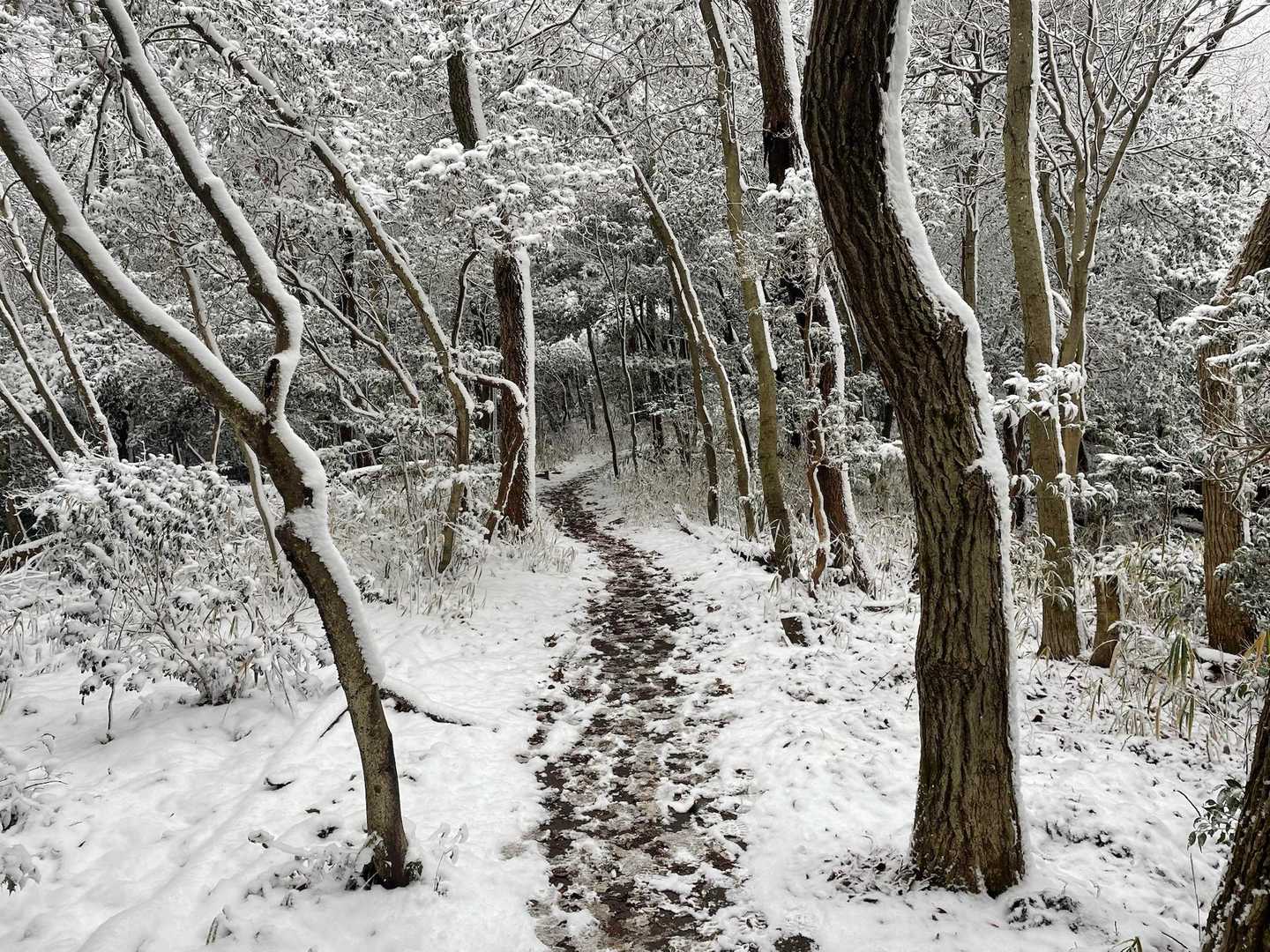 もっと積もっているかと思いきや、こんな感じでした。