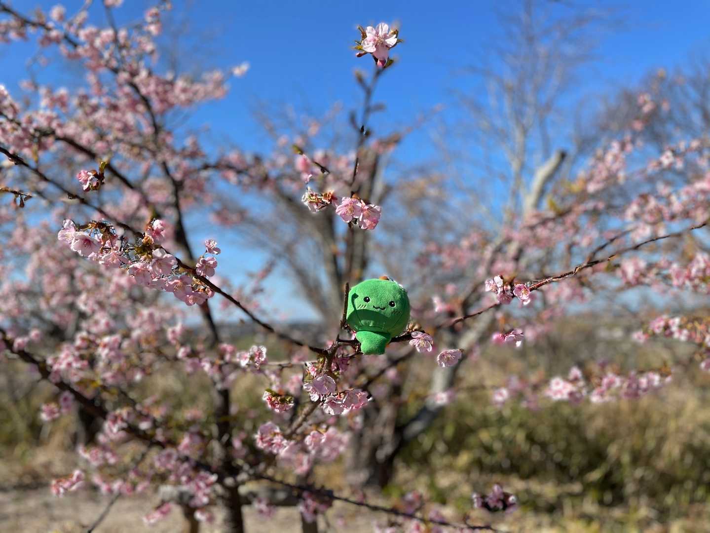 ちょっと早めの
お花見〜🌸