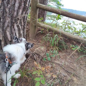 松茸は？　松茸犬は無理かな😔