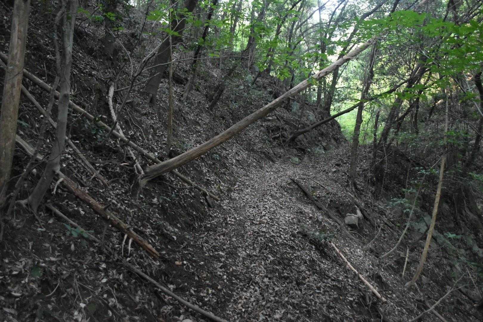 グリーンピークなので、道は明瞭。