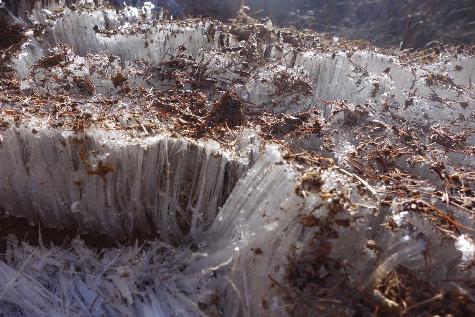 長い霜柱