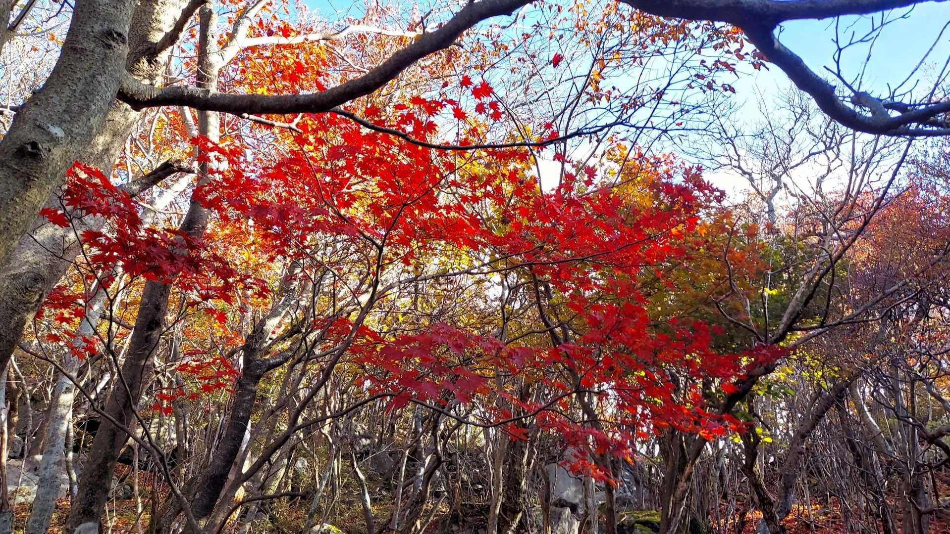 オレンジ色🍁もいいけど赤🍁も良いね