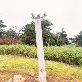 とりあえず山頂へ
ここは回りが🌲🌲🌲