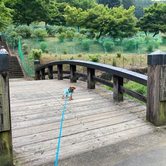 橋を渡るとあじさい山公園。
紫陽花の周りにはネットが設置されていて、ちょっと見にくい💦