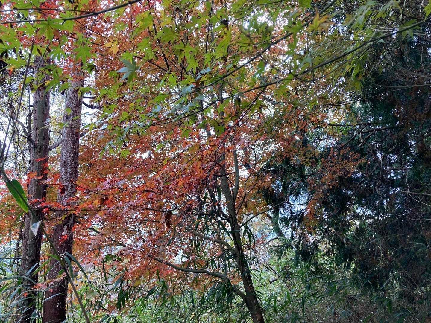 少し紅葉🍁🍁