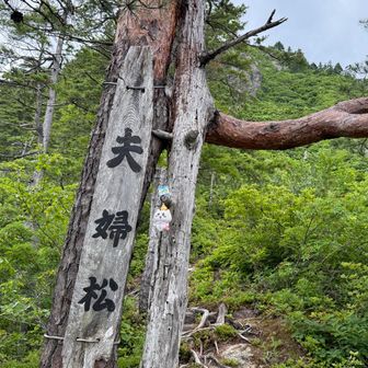 夫婦松