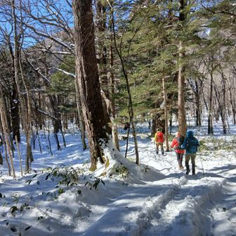 平らで気持ちのよい森歩き