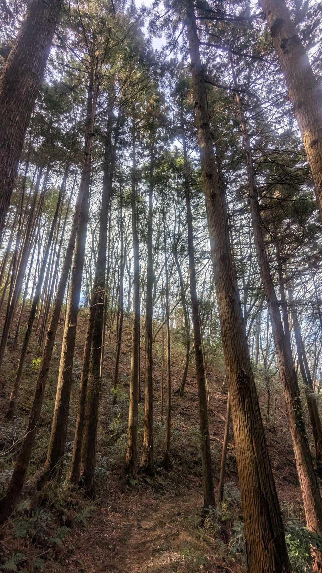 松倉山 往復コースの写真