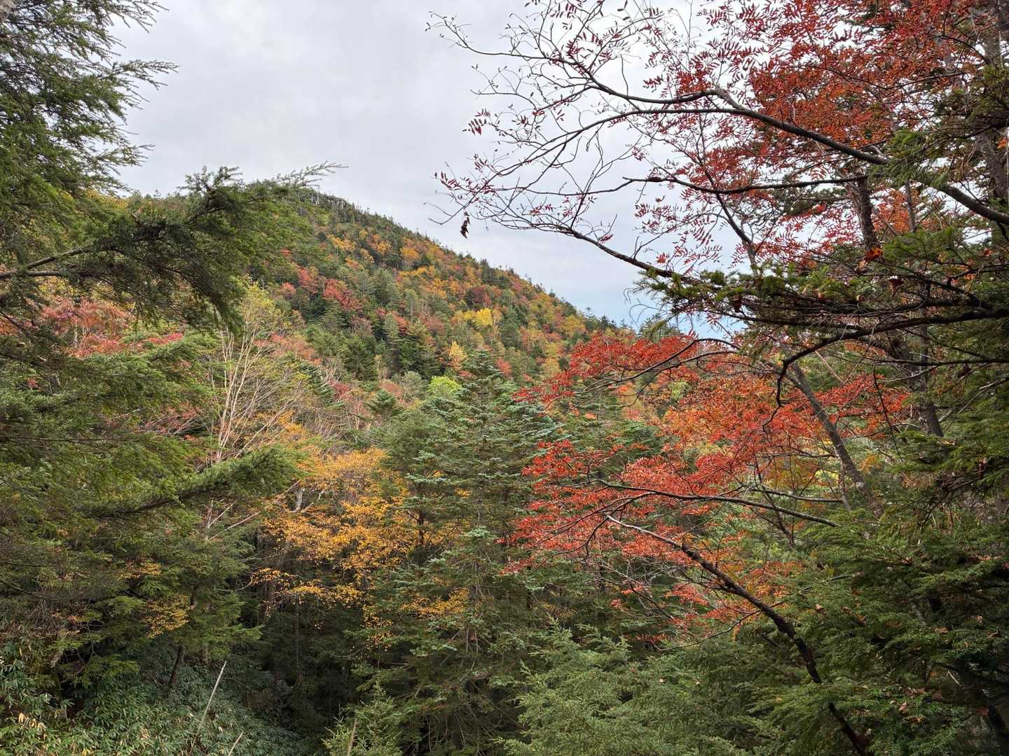 紅葉🍁