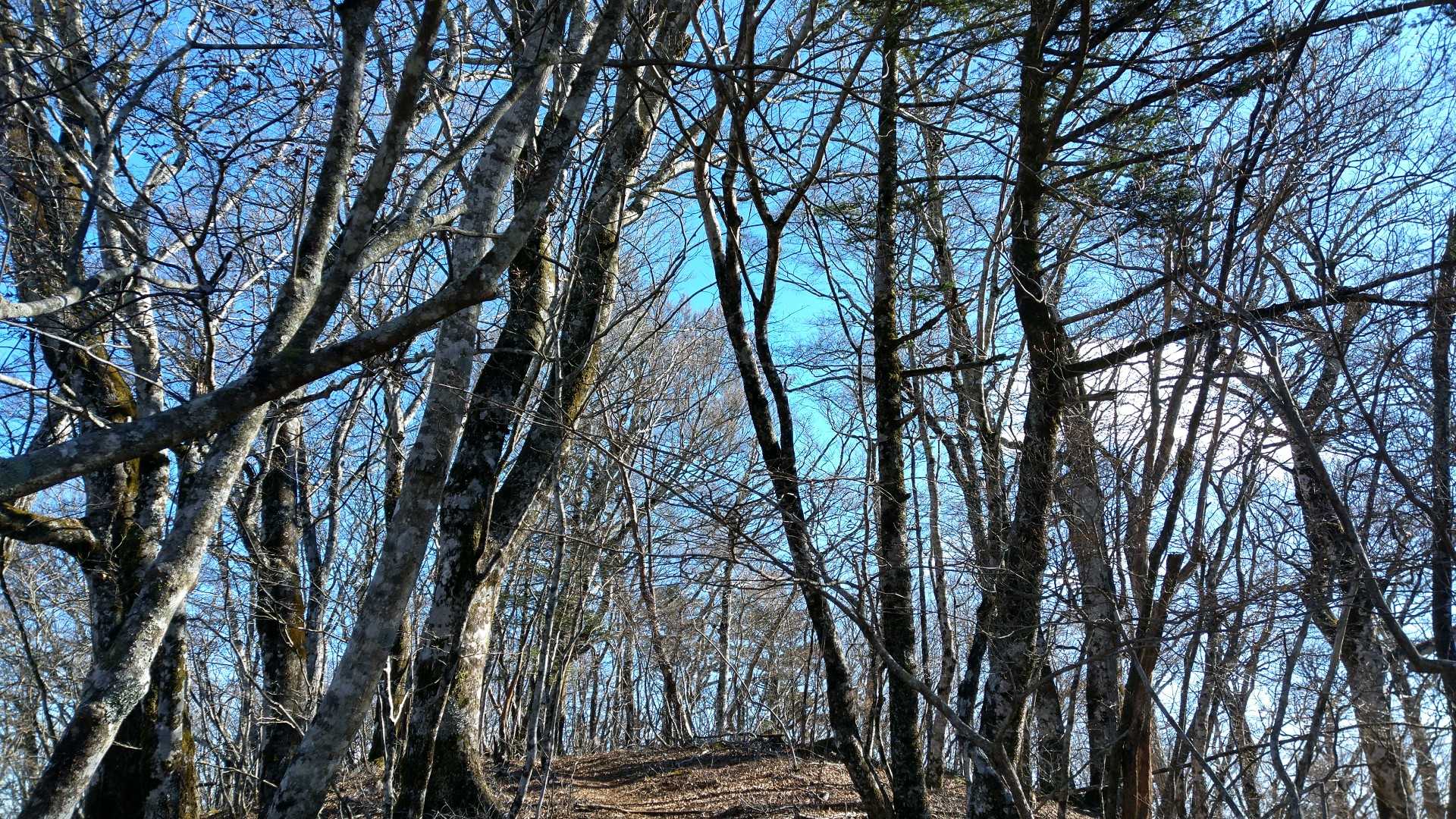 暫くこんな感じ。ここら辺から見た富士山がめっちゃ大きかった。